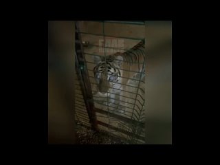 in saratov, a tigress was kept in a cage in a dark barn until she went blind